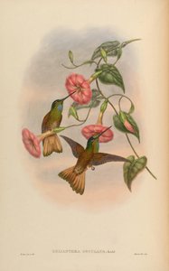 Helianthea osculans = Coeligena violifer osculans de John Gould